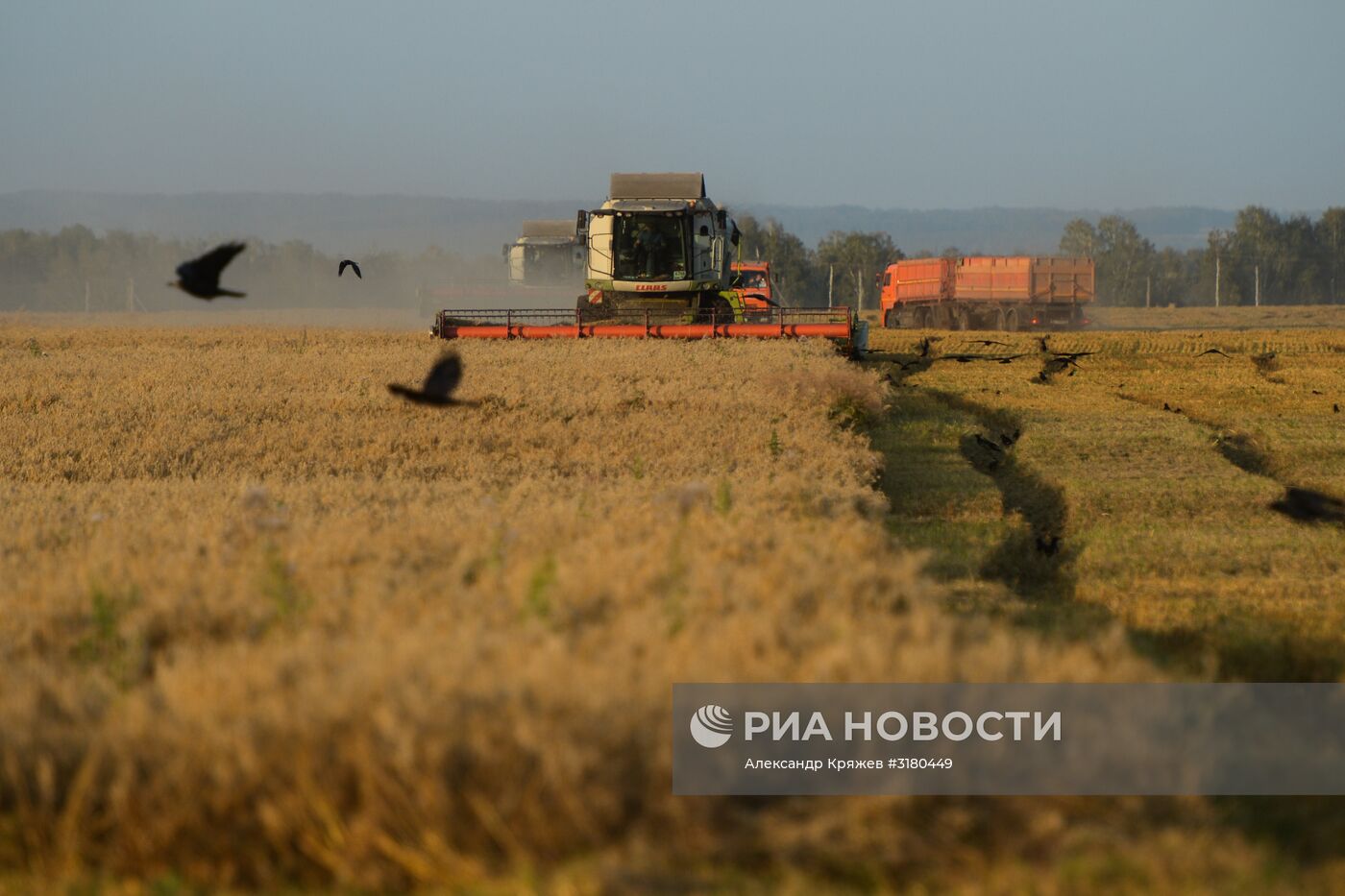 Уборка зерновых в Новосибирской области