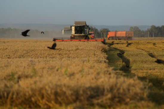 Уборка зерновых в Новосибирской области