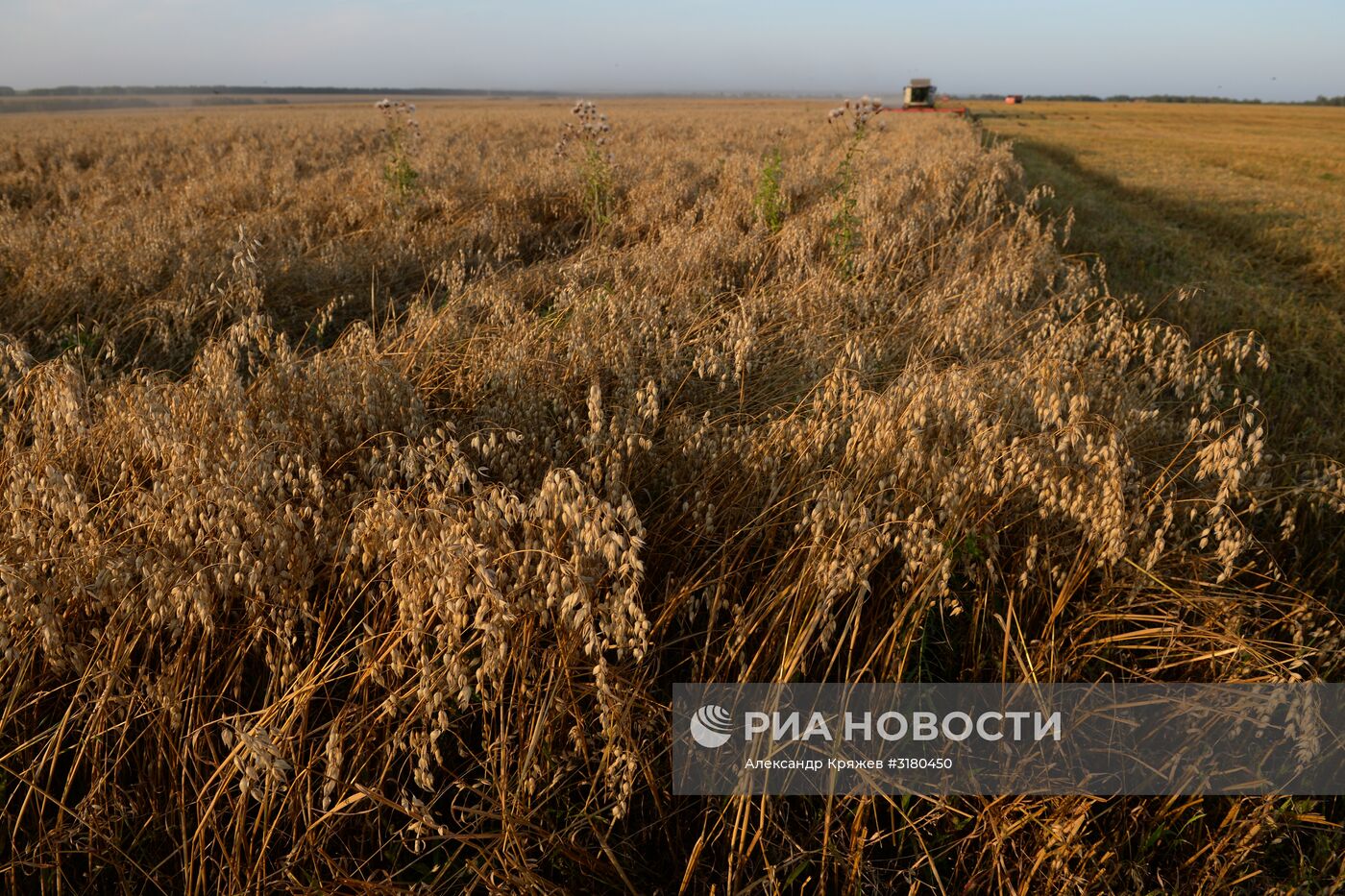 Уборка зерновых в Новосибирской области