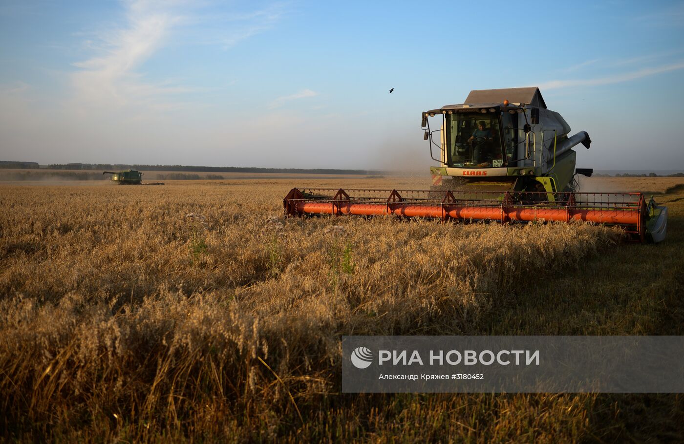 Уборка зерновых в Новосибирской области