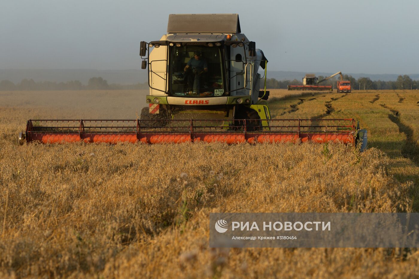 Уборка зерновых в Новосибирской области