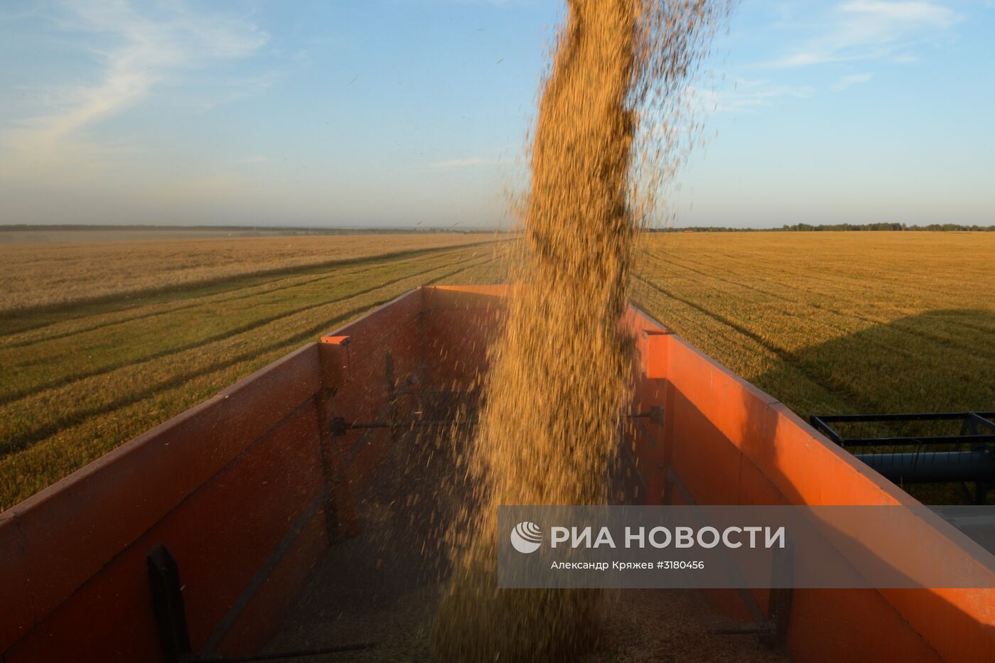 Уборка зерновых в Новосибирской области