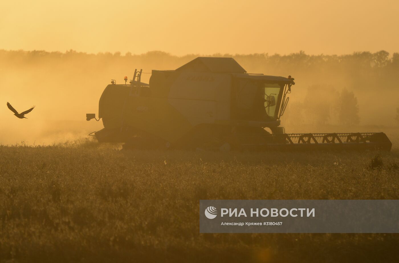 Уборка зерновых в Новосибирской области