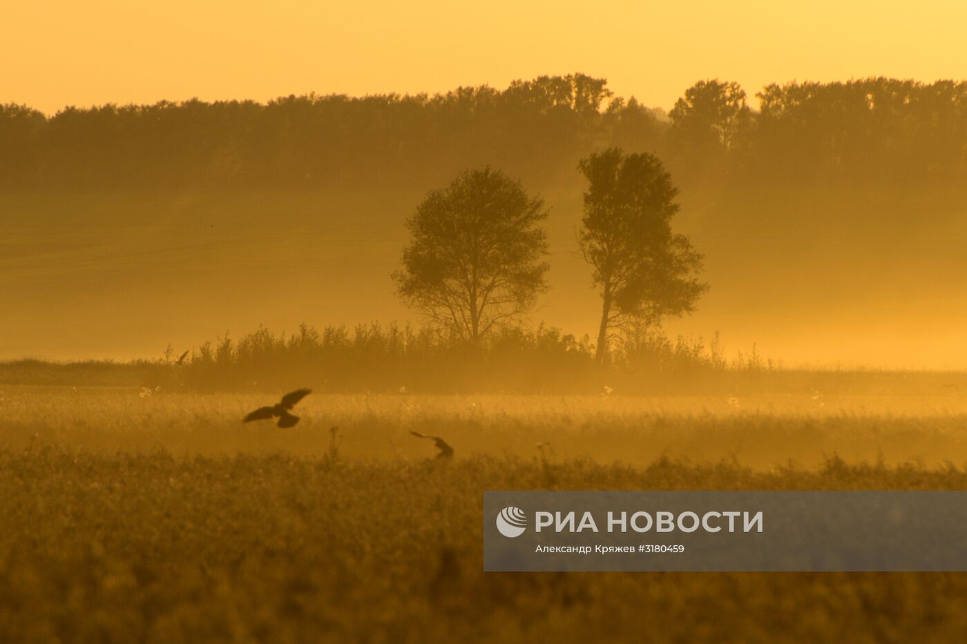 Уборка зерновых в Новосибирской области