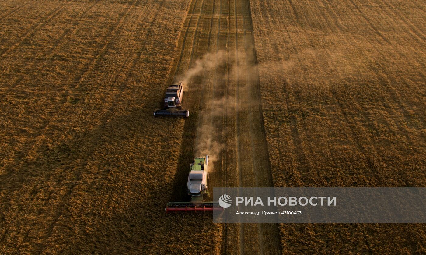 Уборка зерновых в Новосибирской области