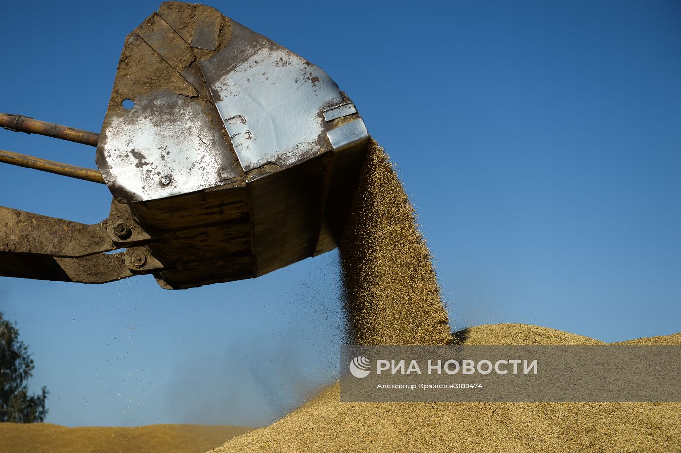 Уборка зерновых в Новосибирской области