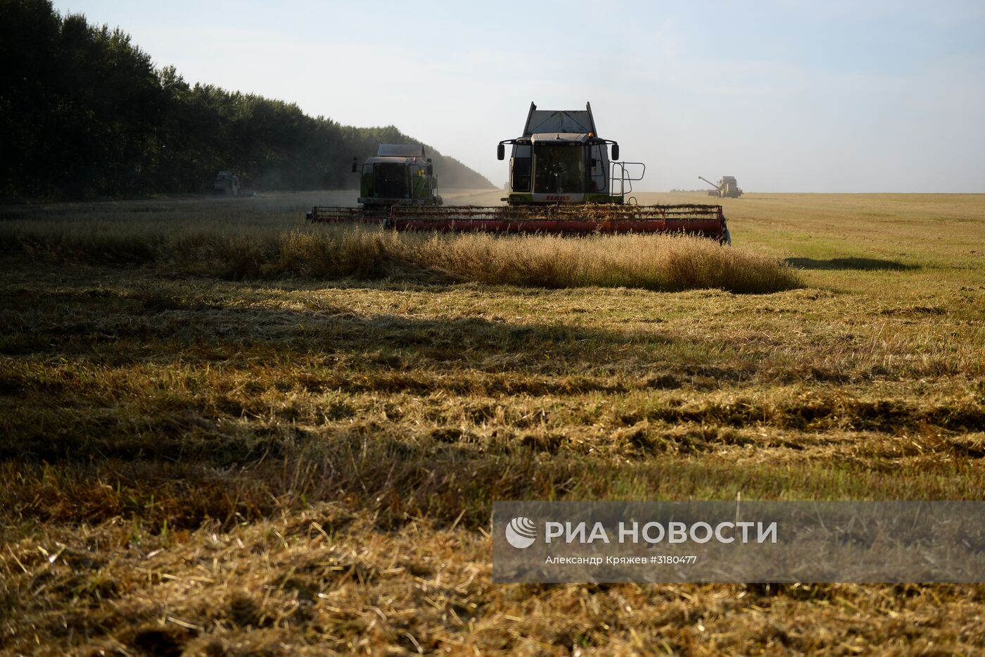 Уборка зерновых в Новосибирской области