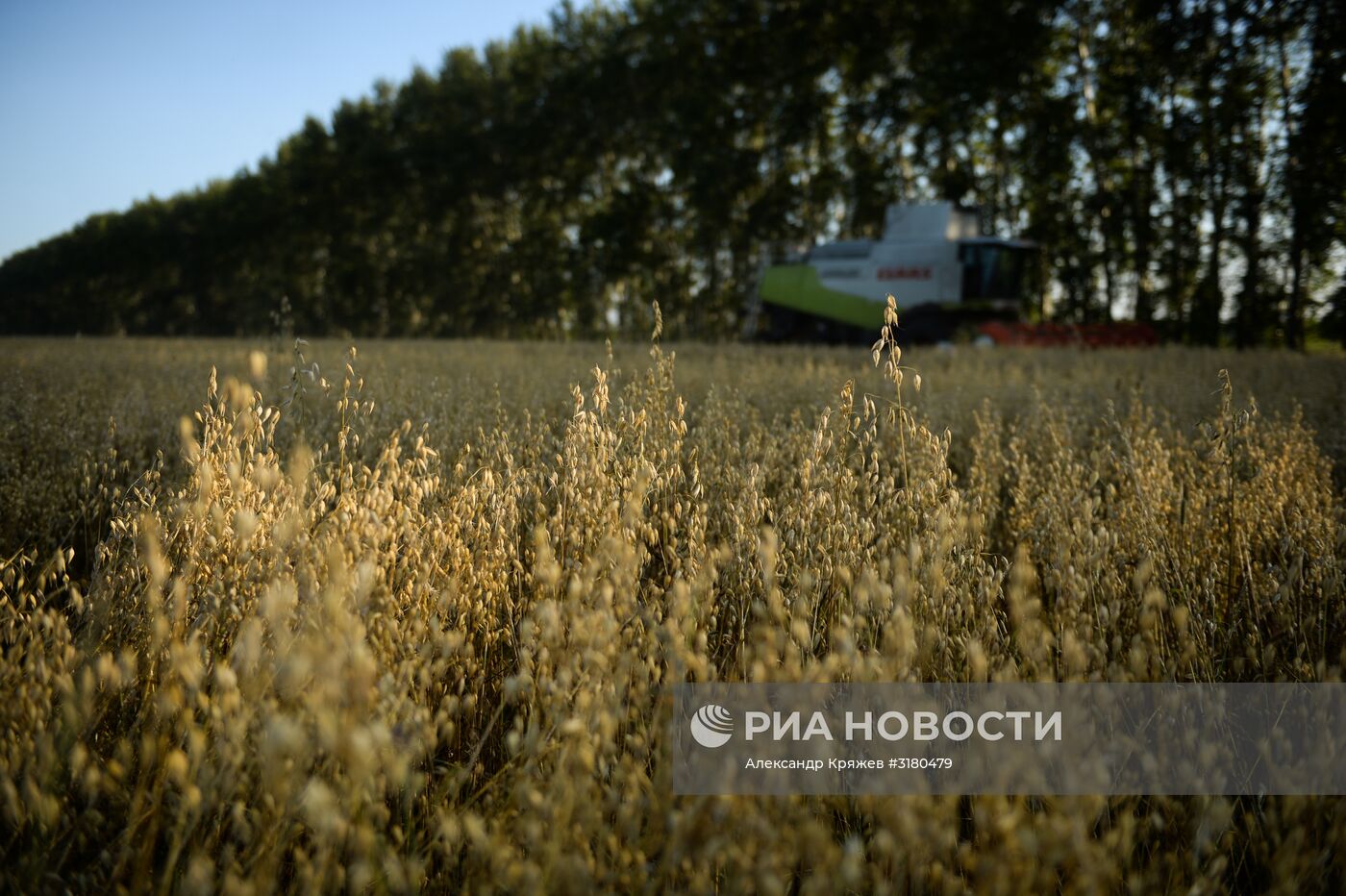 Уборка зерновых в Новосибирской области