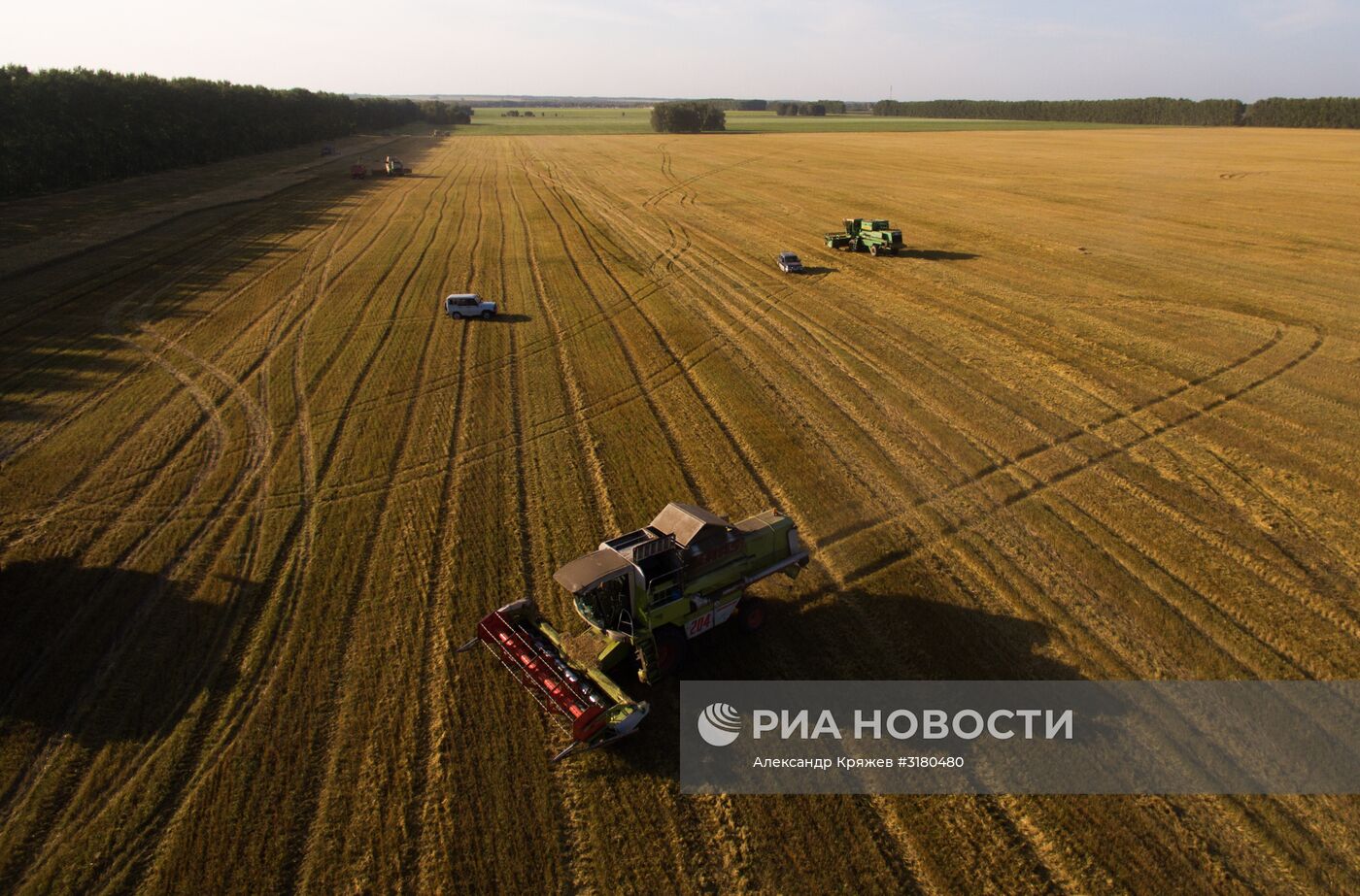 Уборка зерновых в Новосибирской области