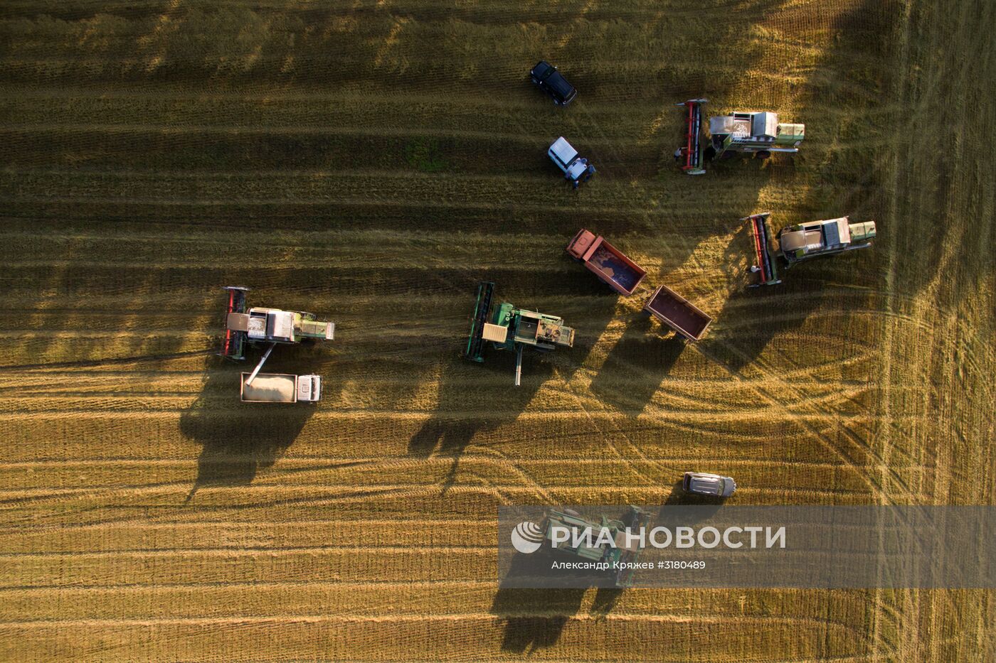 Уборка зерновых в Новосибирской области