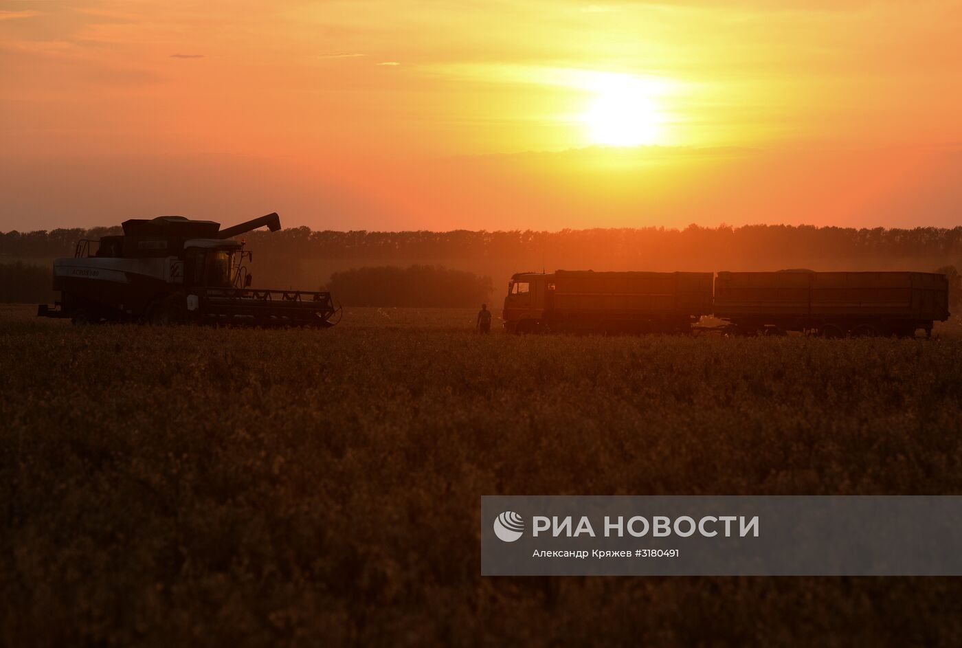 Уборка зерновых в Новосибирской области