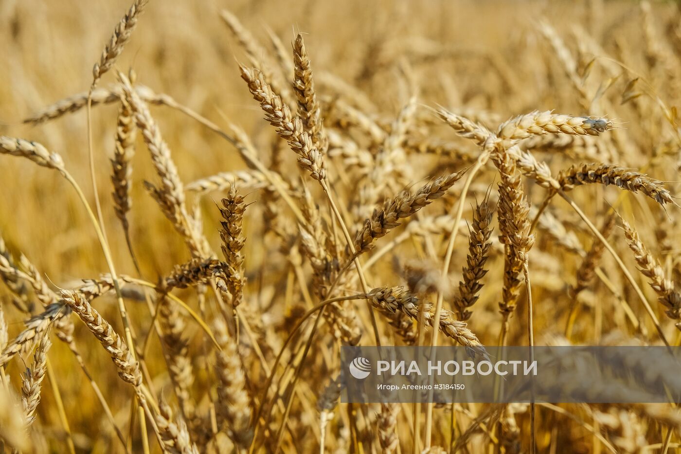 Пшеница в полях Ульяновской области