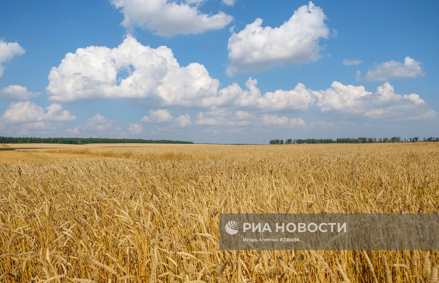 Пшеница в полях Ульяновской области