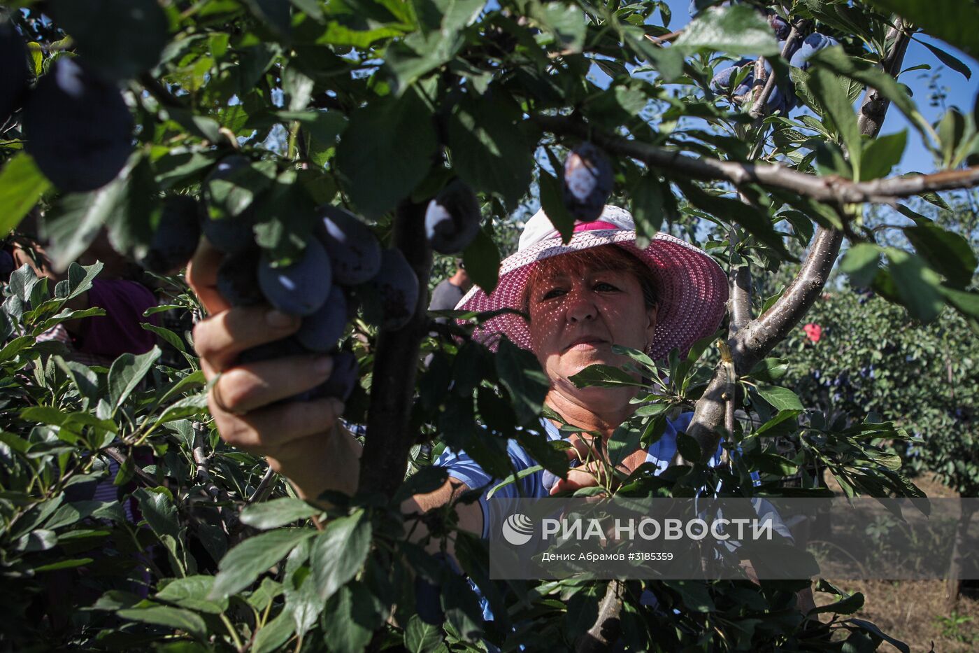 Уборка урожая яблок и слив в Ставропольском крае