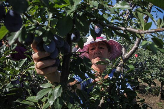 Уборка урожая яблок и слив в Ставропольском крае