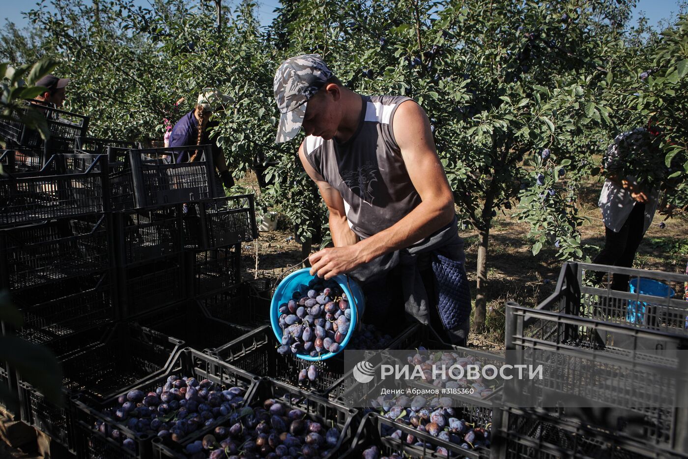 Уборка урожая яблок и слив в Ставропольском крае