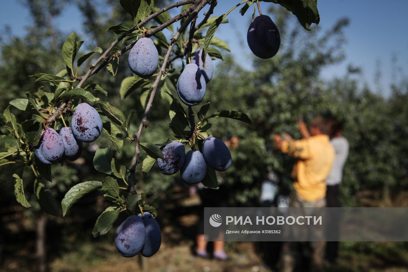 Уборка урожая яблок и слив в Ставропольском крае