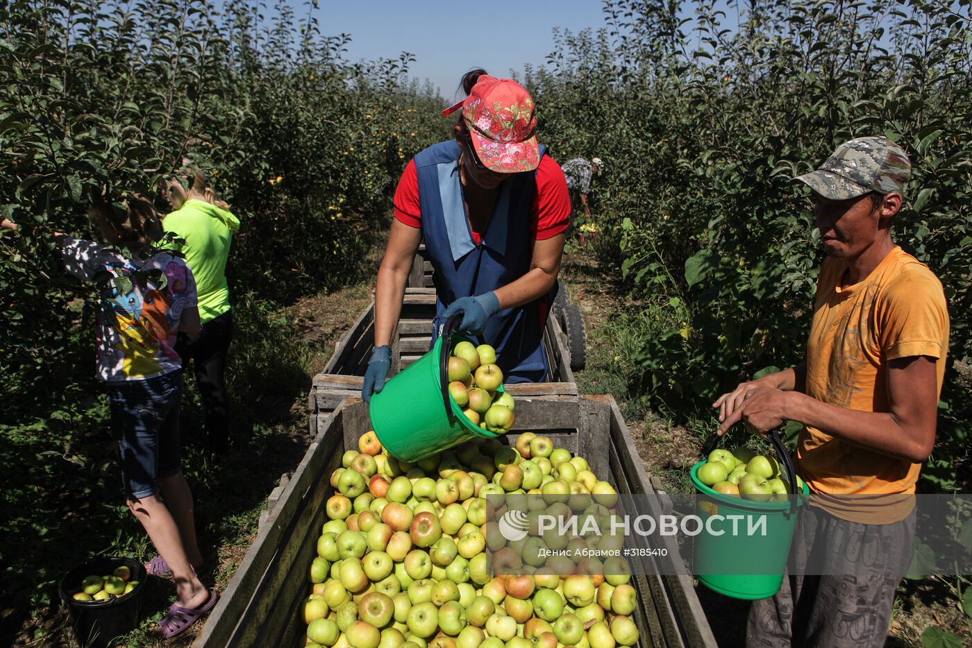 Уборка урожая яблок и слив в Ставропольском крае
