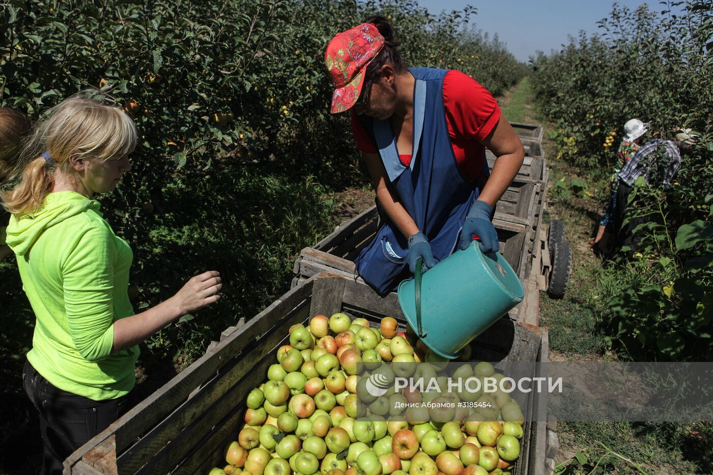 Уборка урожая яблок и слив в Ставропольском крае