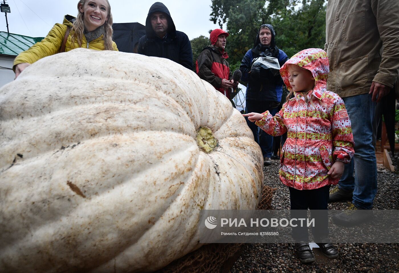Презентация самой большой тыквы, выращенной в России
