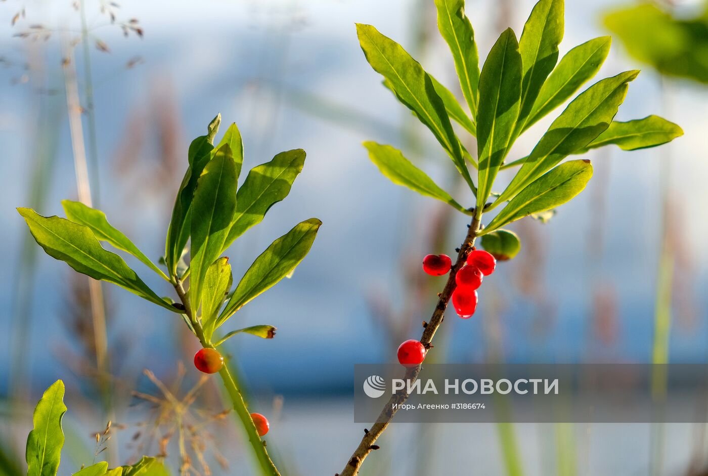 Онежское озеро в Карелии