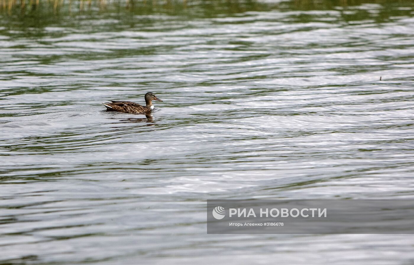 Онежское озеро в Карелии