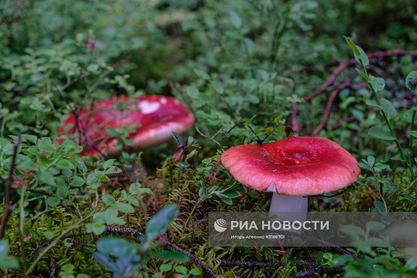 Онежское озеро в Карелии