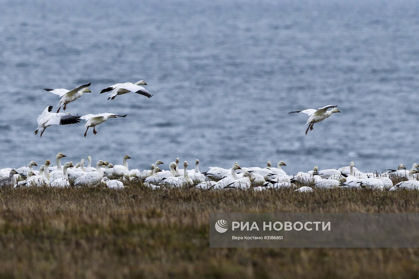 Природа Чукотки