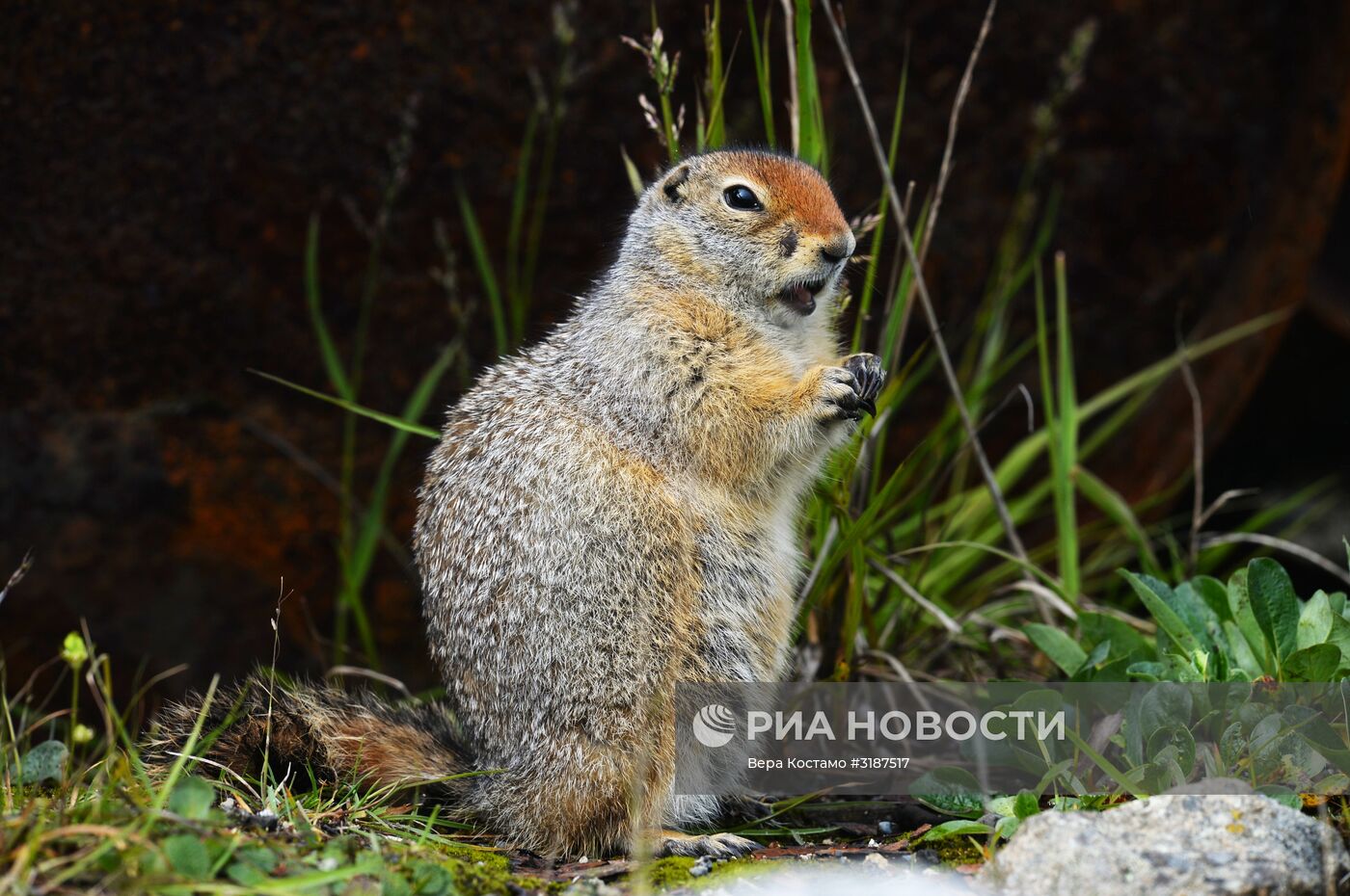 Природа Чукотки