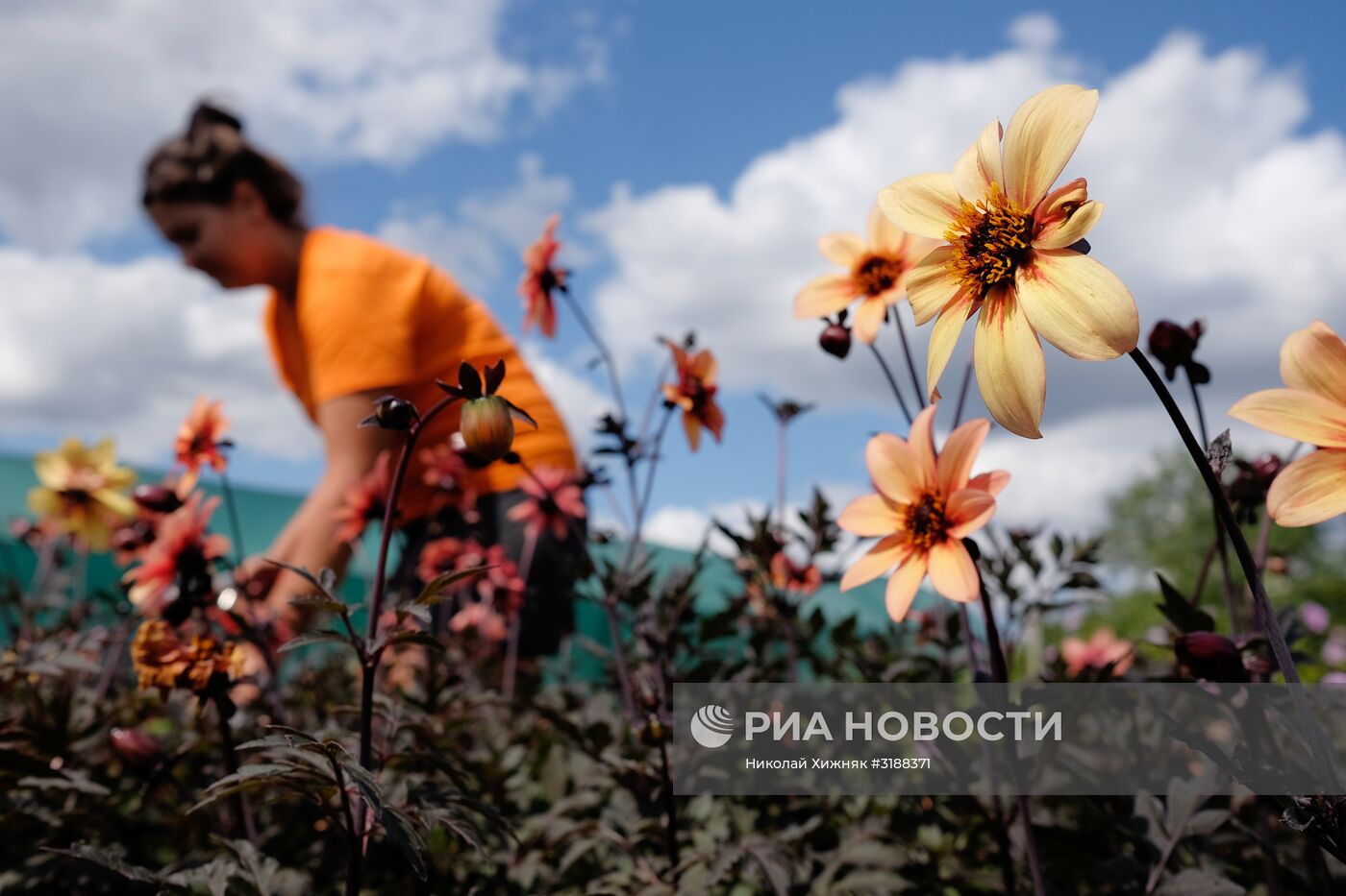 Питомник растений в Краснодарском крае