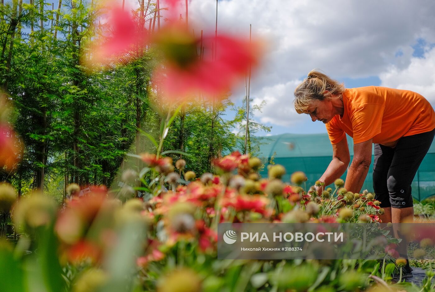 Питомник растений в Краснодарском крае