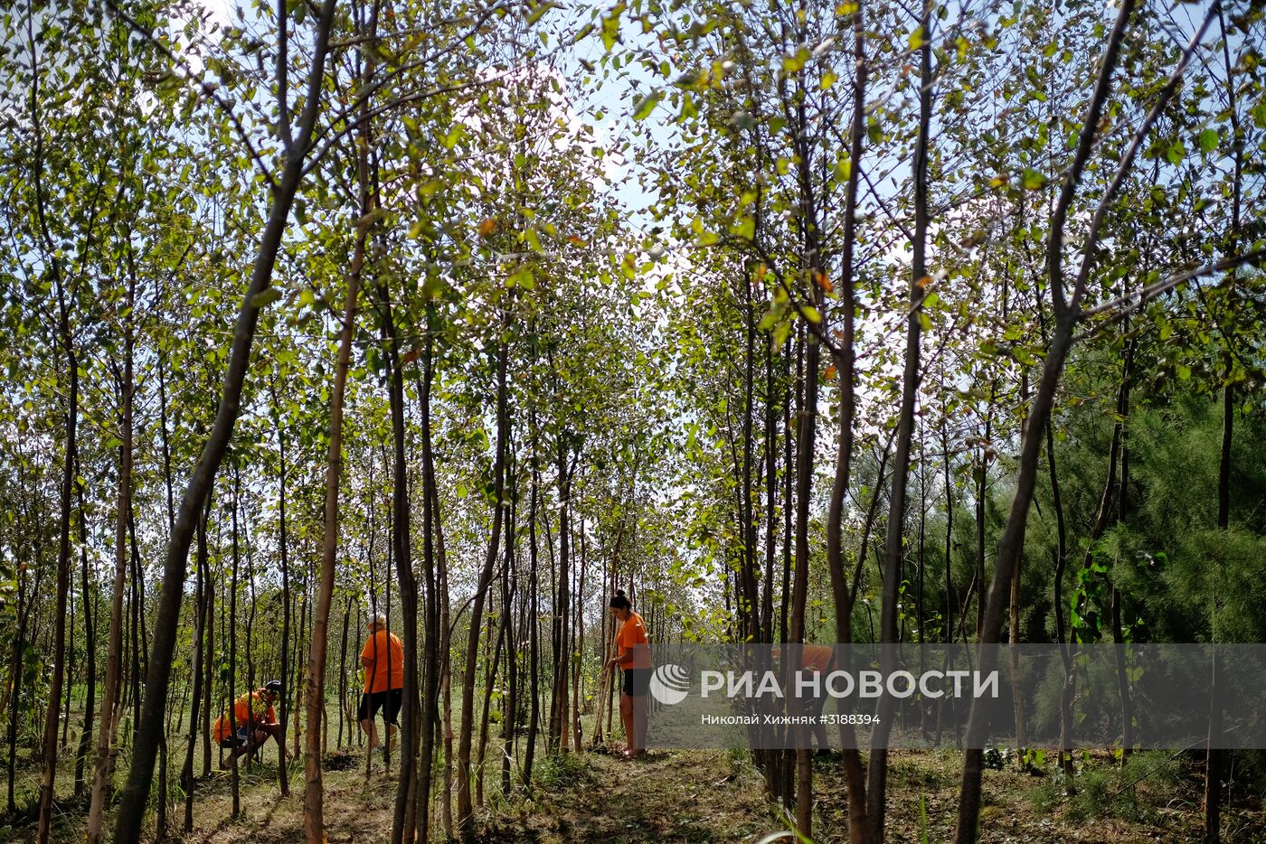 Питомник растений в Краснодарском крае