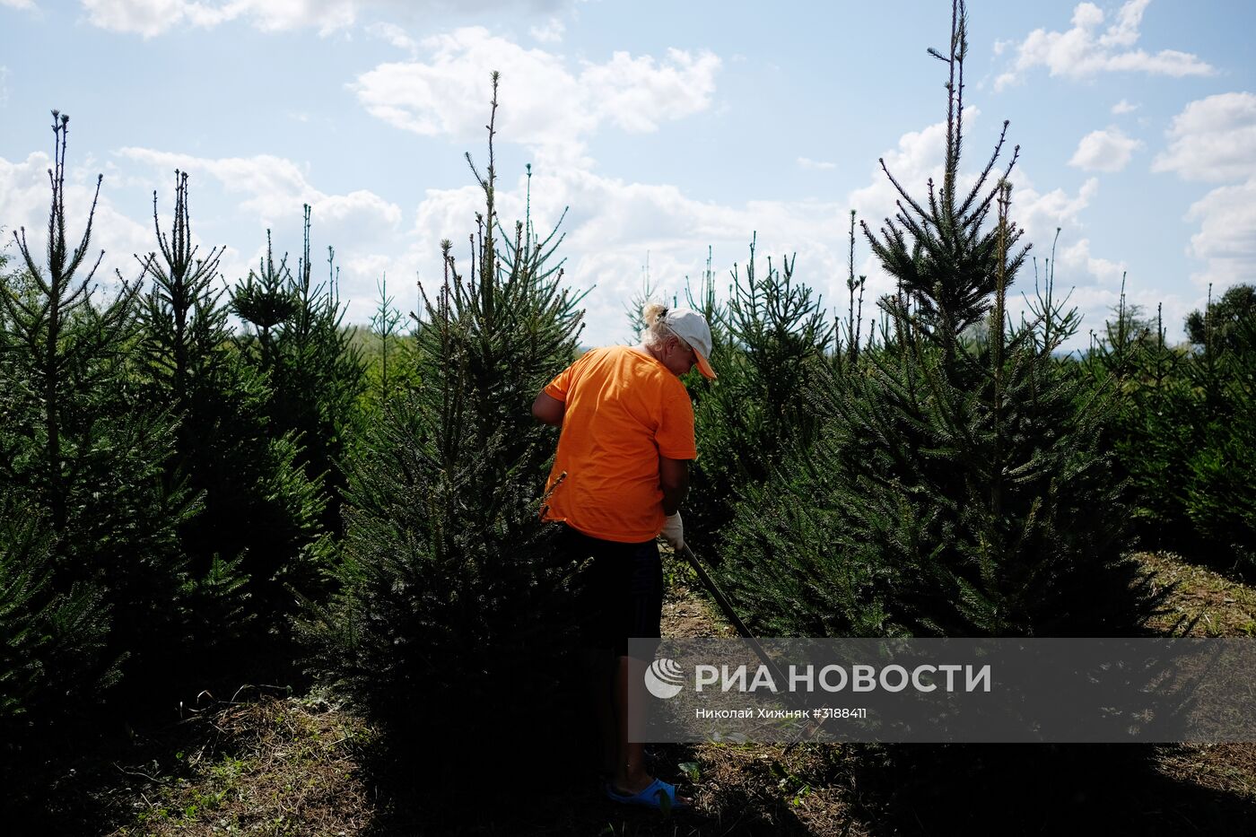 Питомник растений в Краснодарском крае