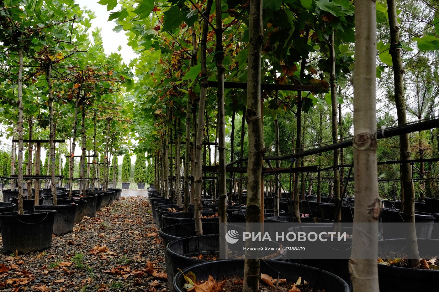 Питомник растений в Краснодарском крае