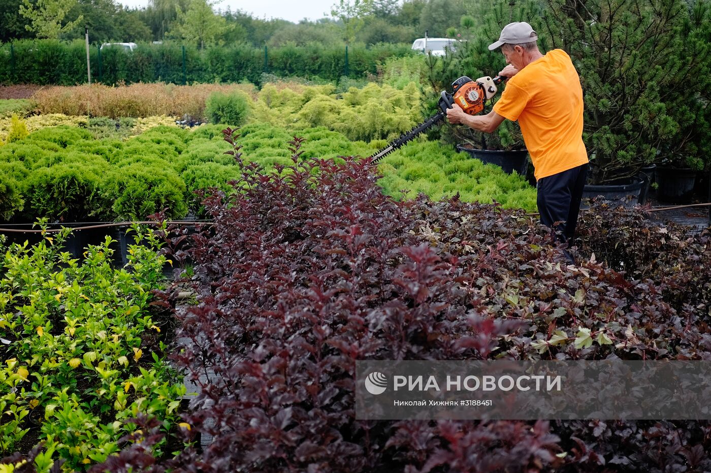 Питомник растений в Краснодарском крае