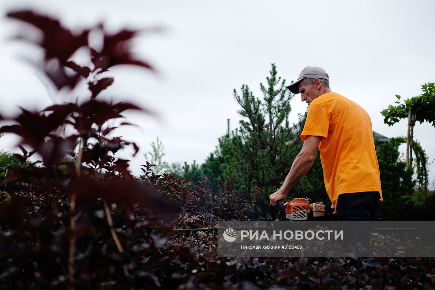 Питомник растений в Краснодарском крае