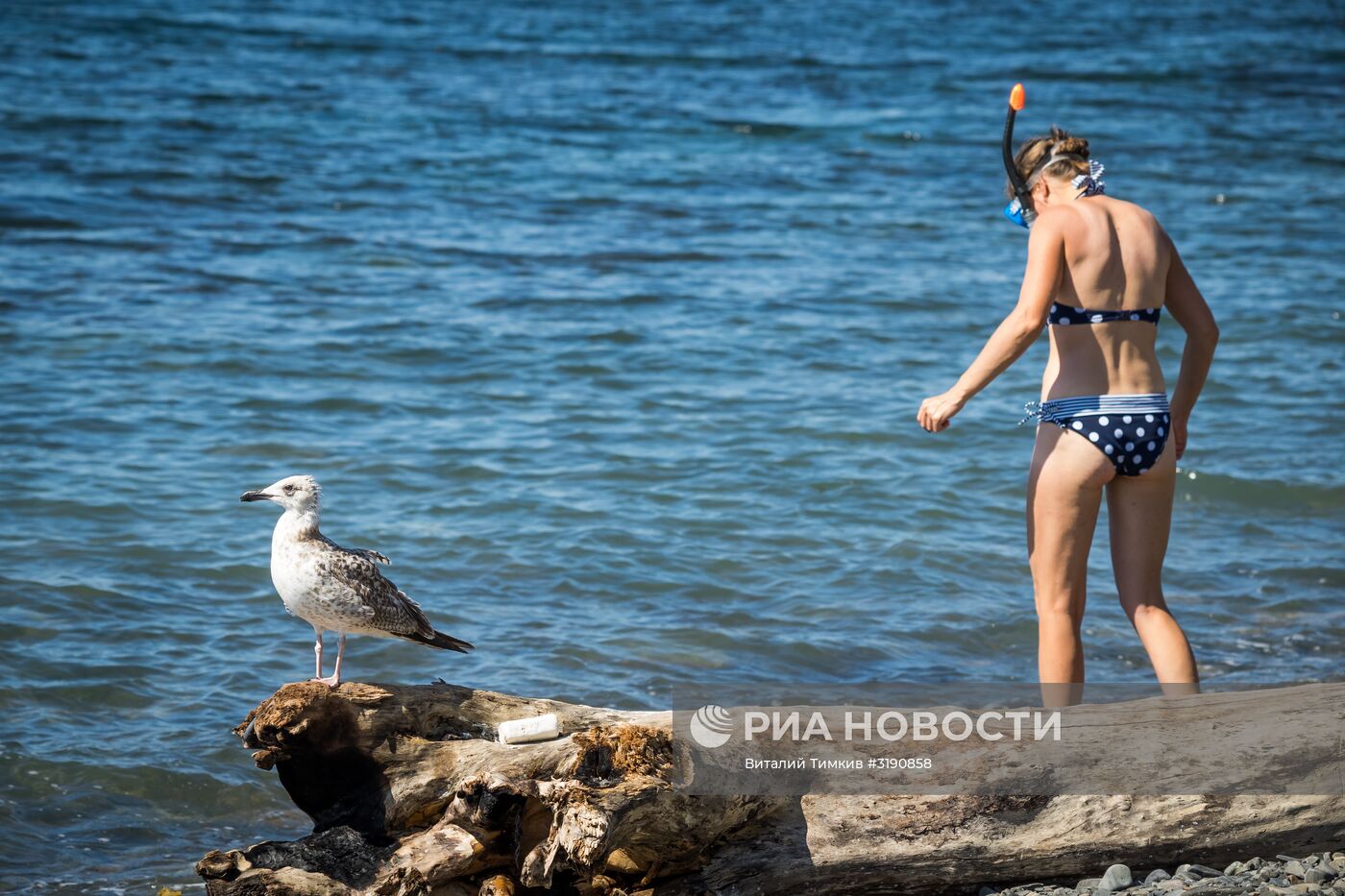 Побережье Черного моря в районе заповедника Утриш в Краснодарском крае