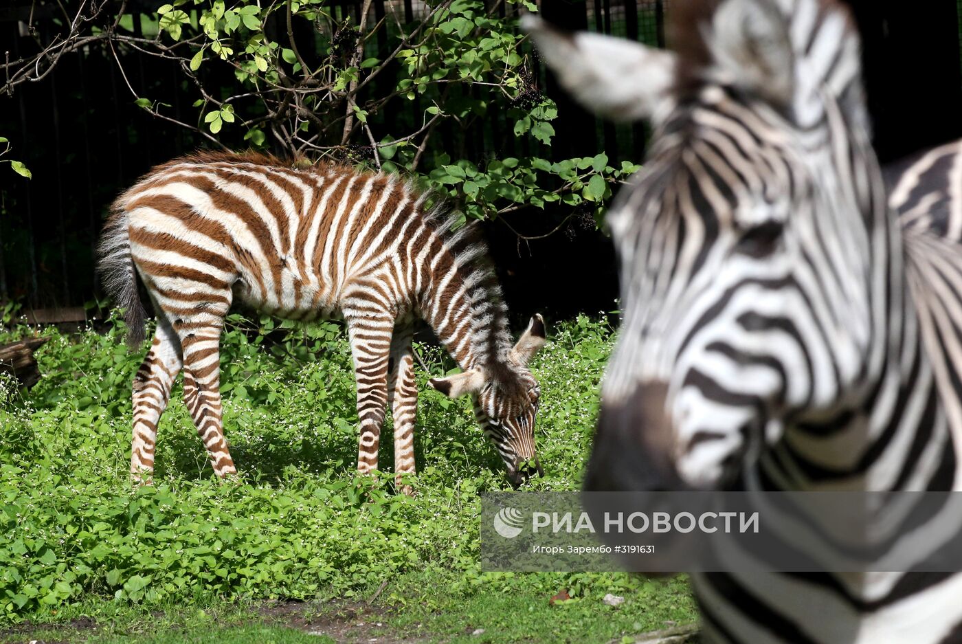 Детеныш зебры родился в калининградском зоопарке