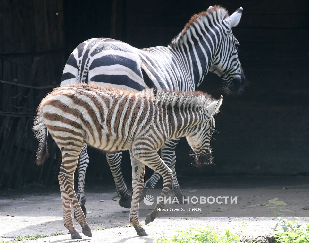 Детеныш зебры родился в калининградском зоопарке
