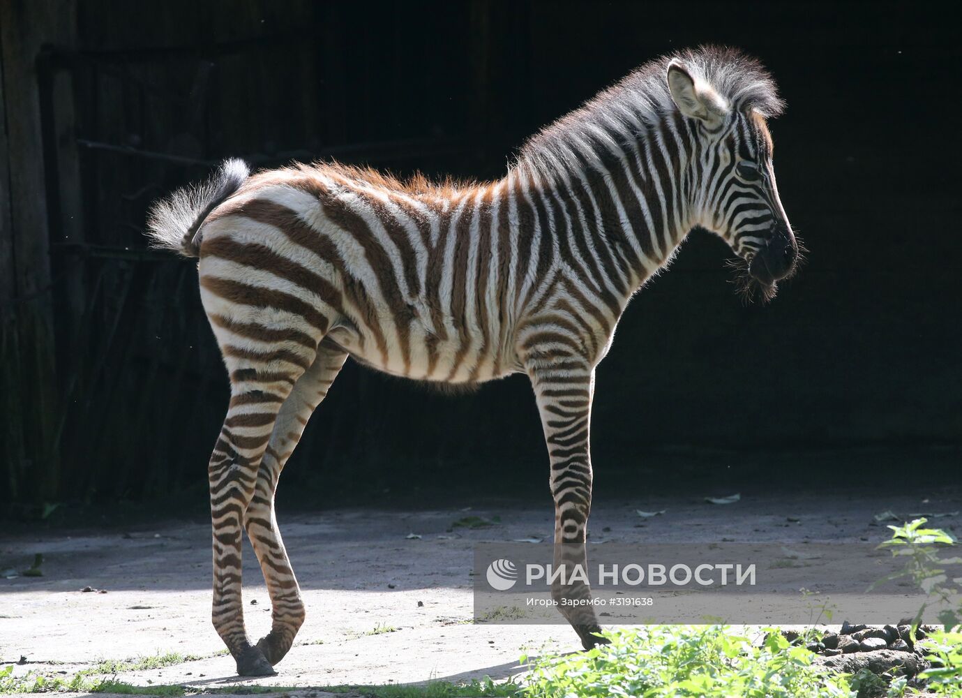 Детеныш зебры родился в калининградском зоопарке