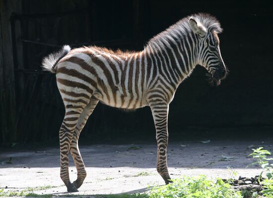Детеныш зебры родился в калининградском зоопарке