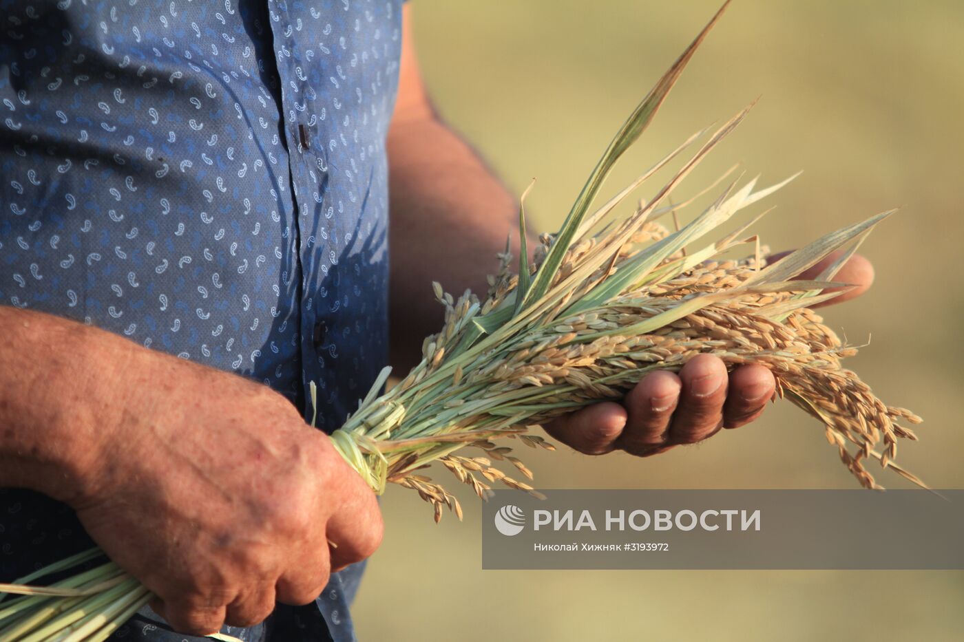 Уборка урожая риса в Краснодарском крае