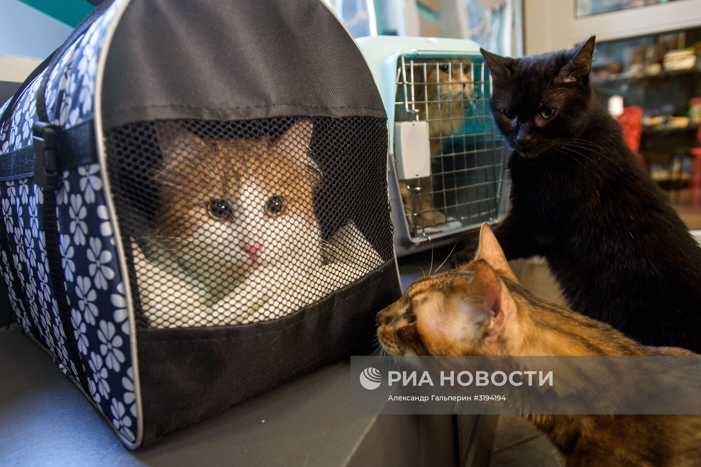 Кошек из Эрмитажа раздали в Санкт-Петербурге