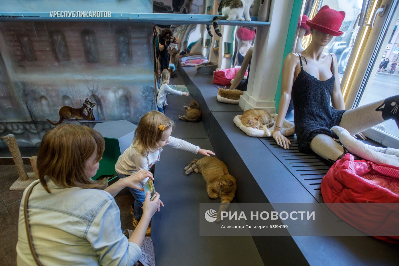 Кошек из Эрмитажа раздали в Санкт-Петербурге