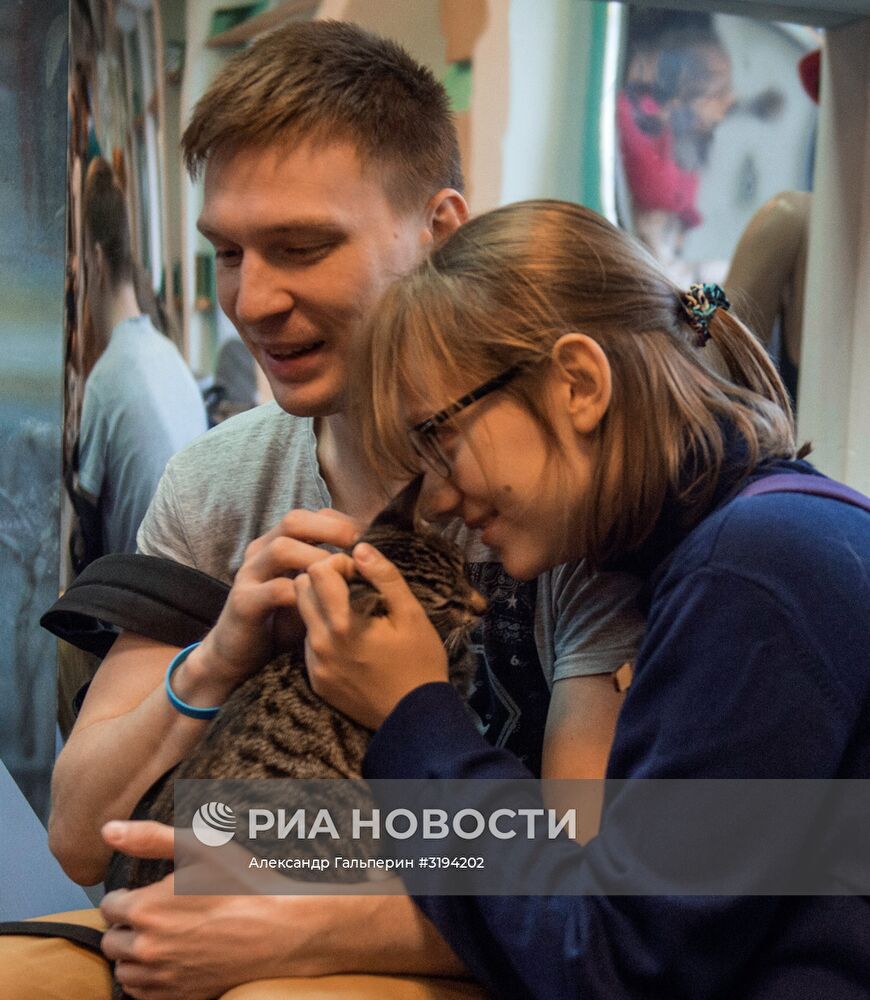 Кошек из Эрмитажа раздали в Санкт-Петербурге