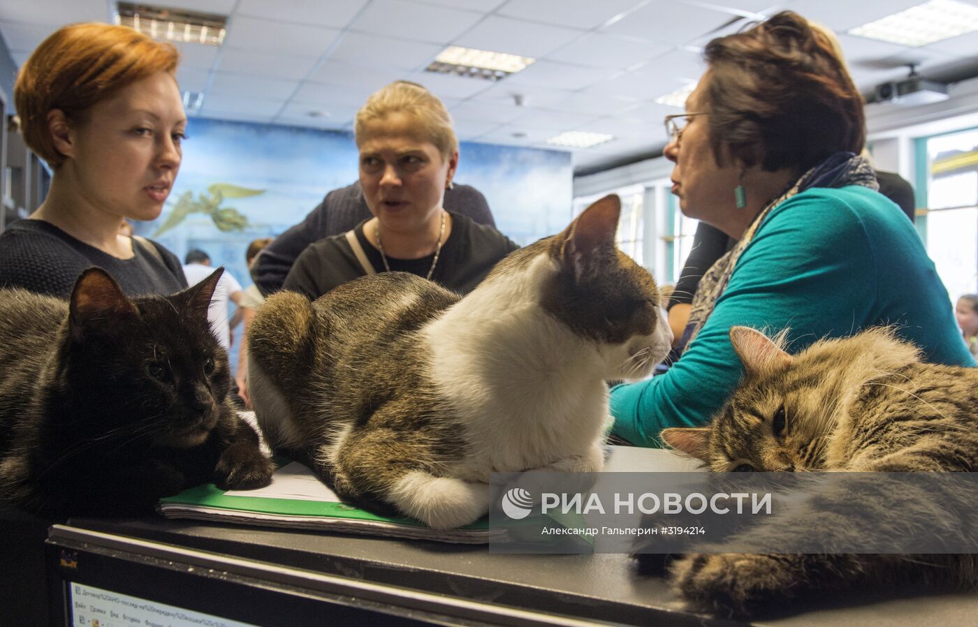 Кошек из Эрмитажа раздали в Санкт-Петербурге