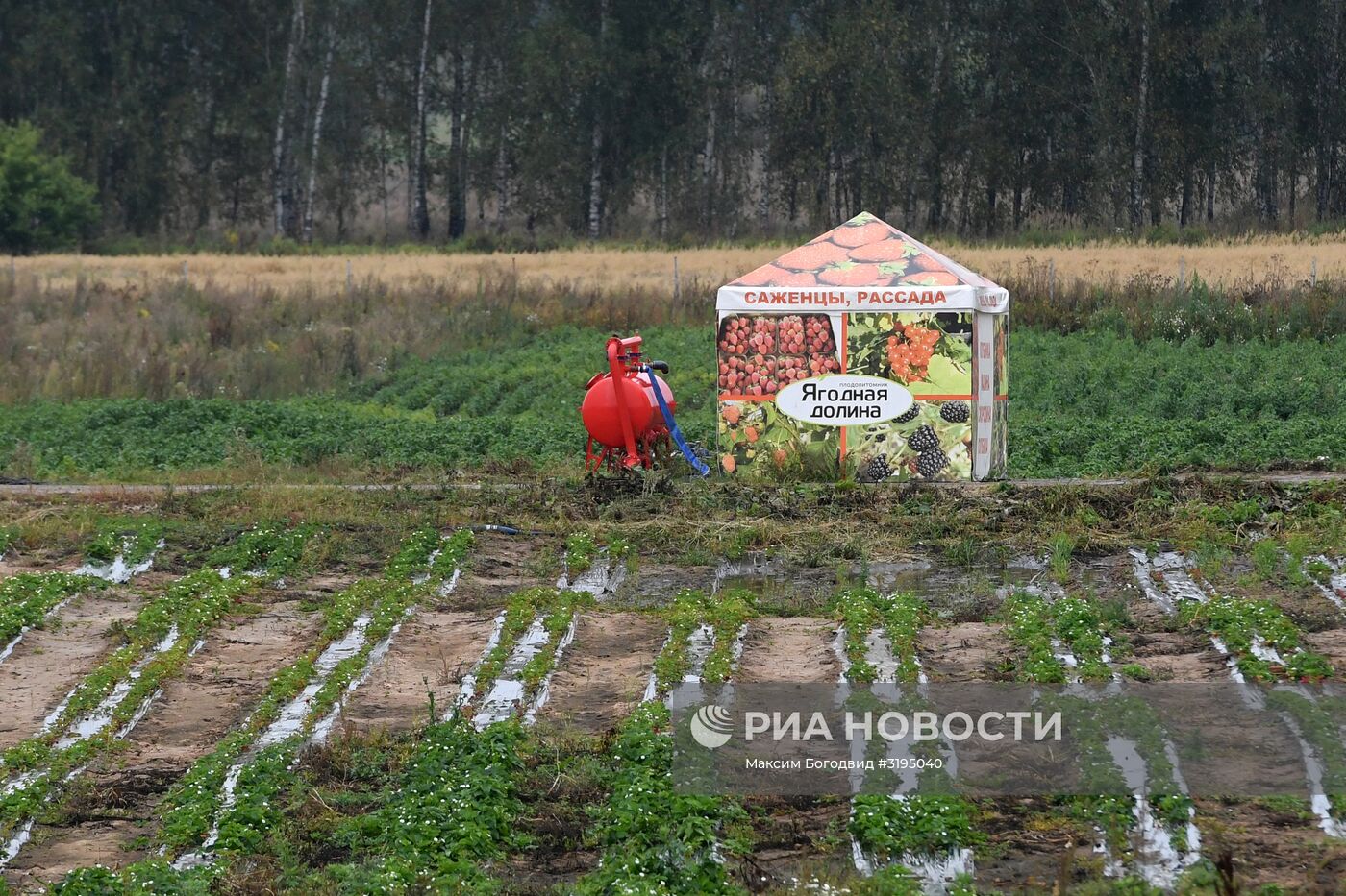 Сбор клубники и малины в Татарстане