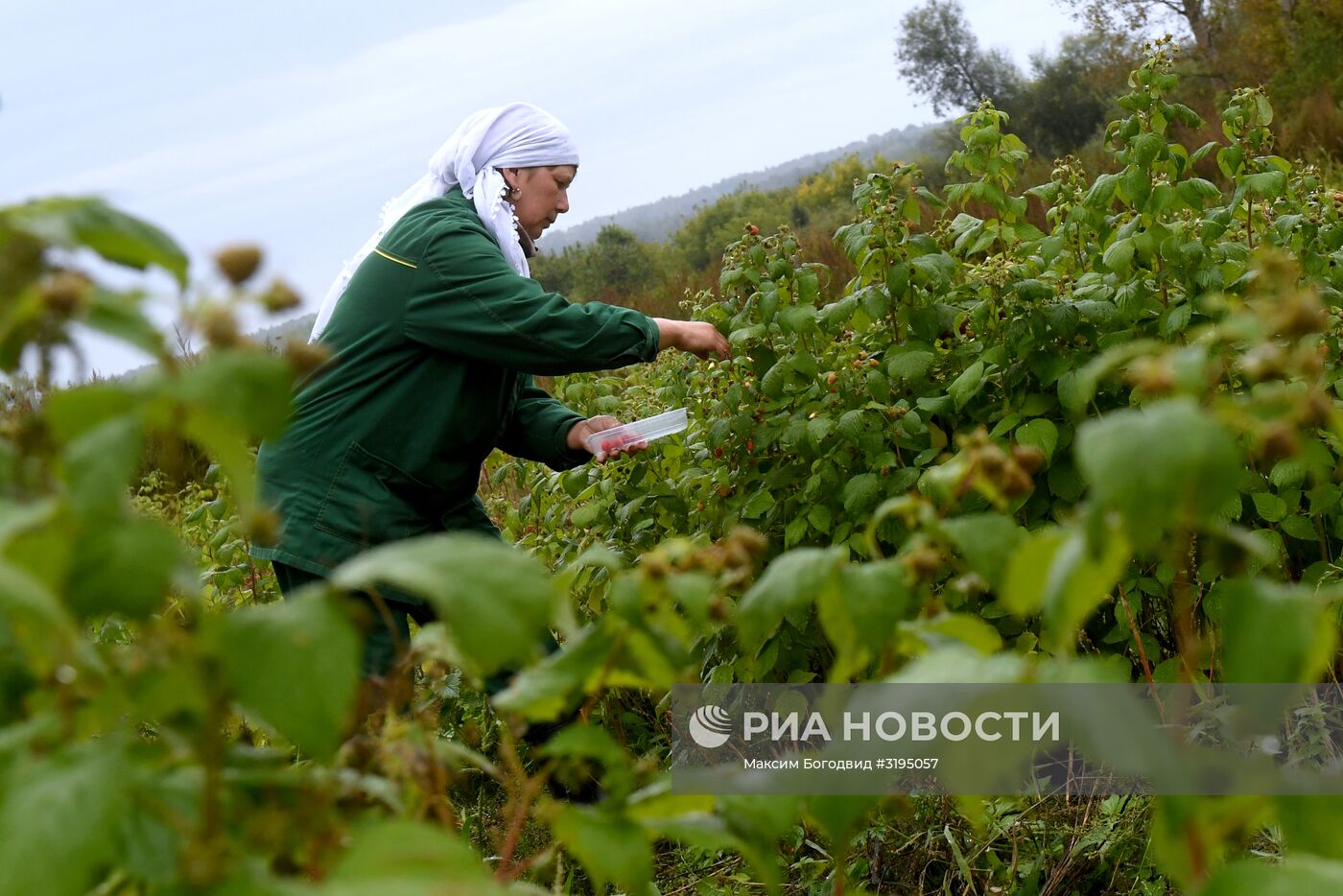 Сбор клубники и малины в Татарстане