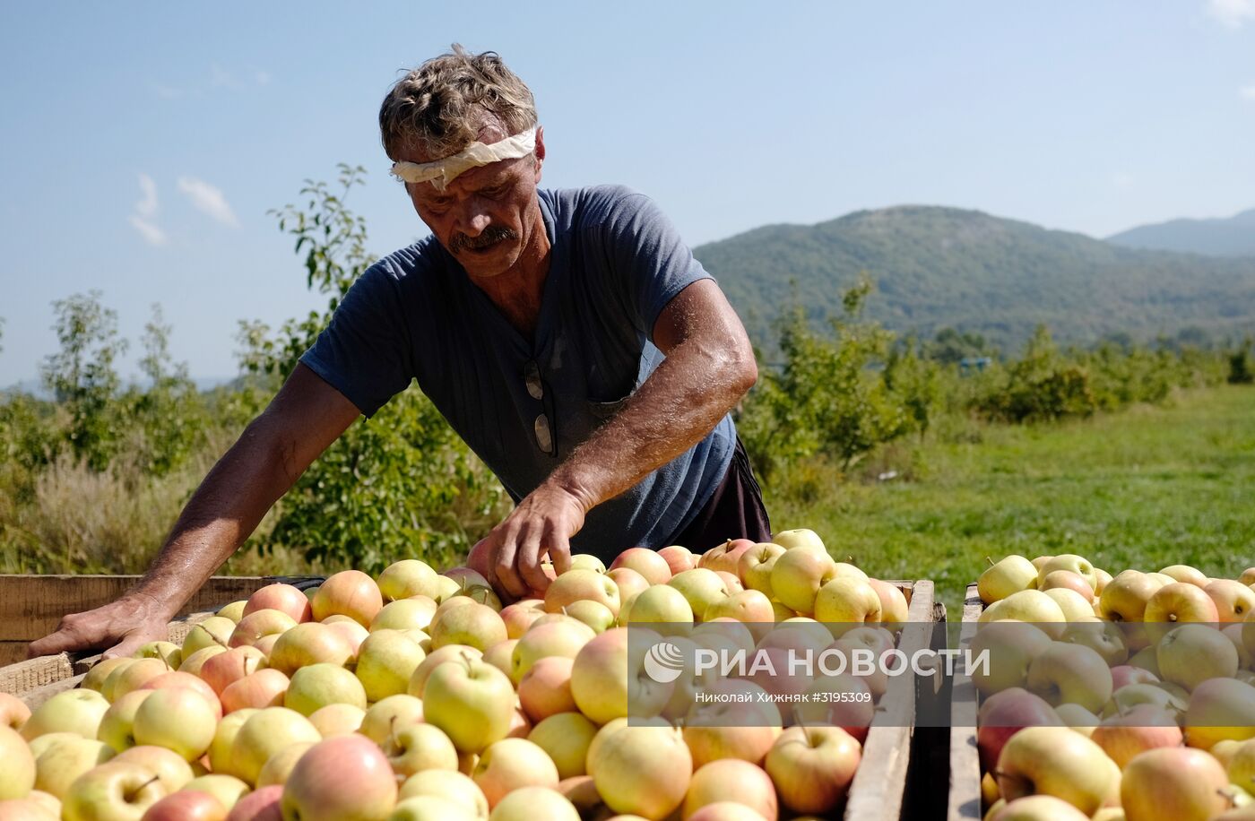 Сбор урожая яблок в Краснодарском крае