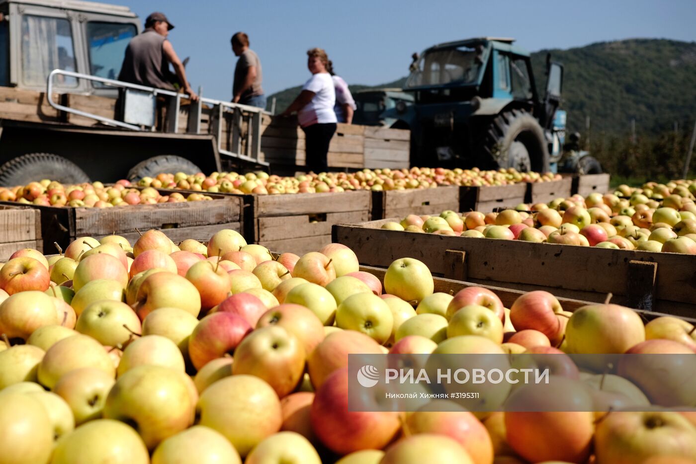 Сбор урожая яблок в Краснодарском крае